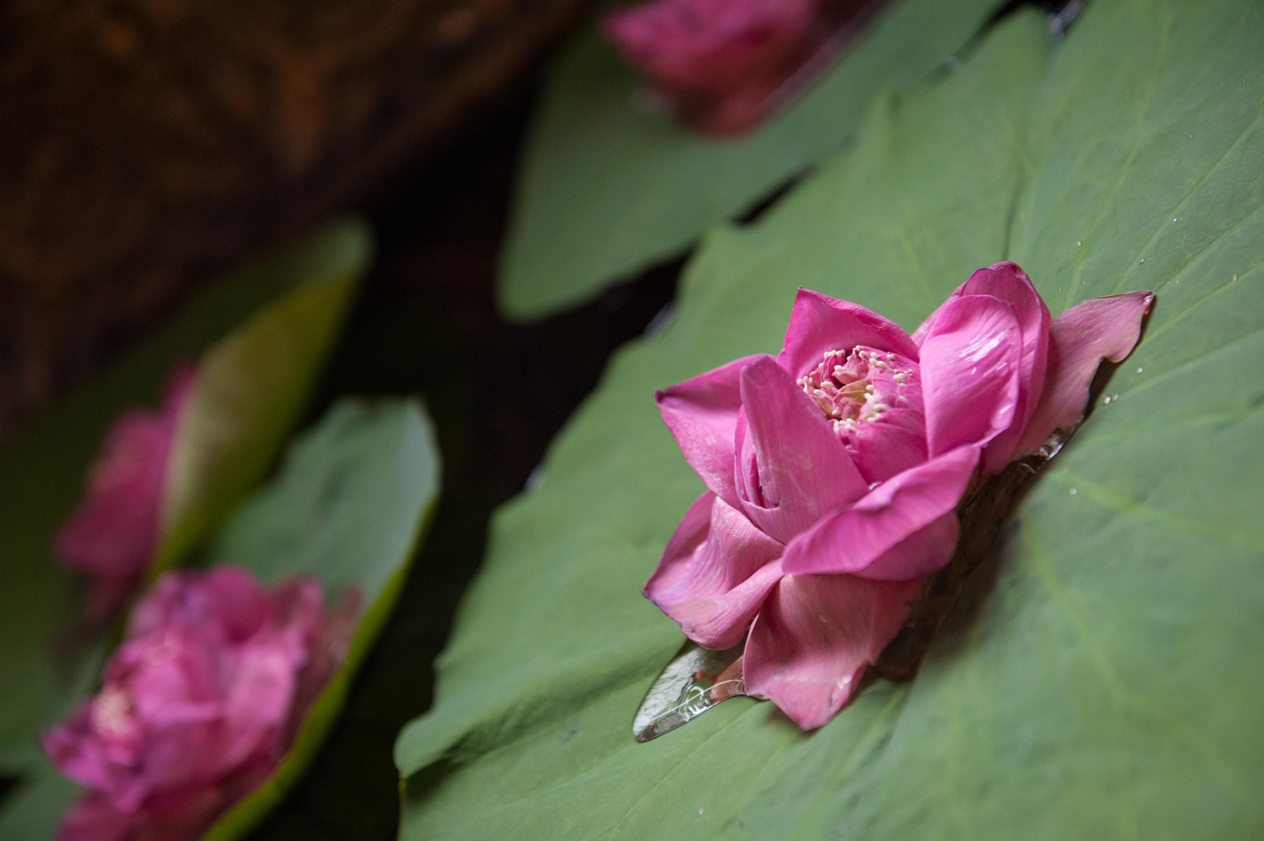 Le Grand Palais Boutique Hotel Phnom Penh Eksteriør bilde